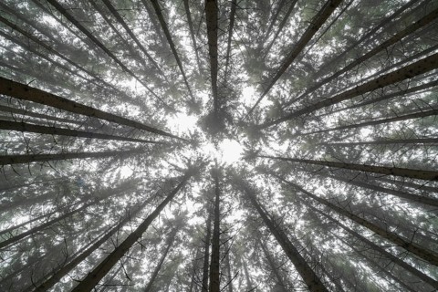 Looking up in the conifer tree forest with fog near Biberach