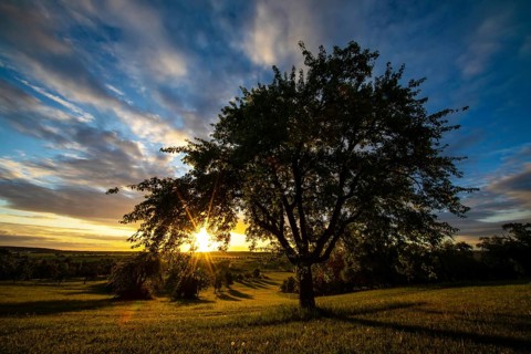 Sunrise, orchard meadow