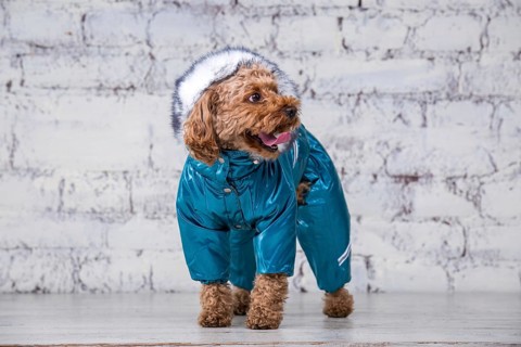 Small funny dog of brown colour with curly hair of toy poodle breed posing in clothes for dogs.