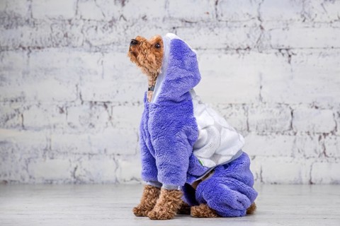 Small funny dog of brown colour with curly hair of toy poodle breed posing in clothes for dogs.