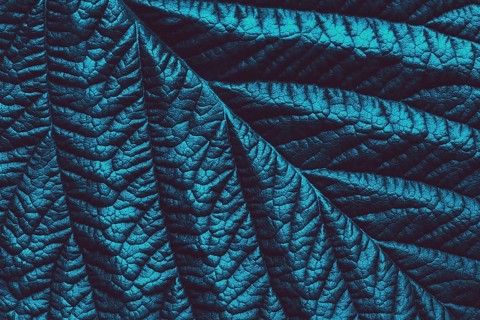 Blue green toned leaf botanical background, trendy abstract floral texture