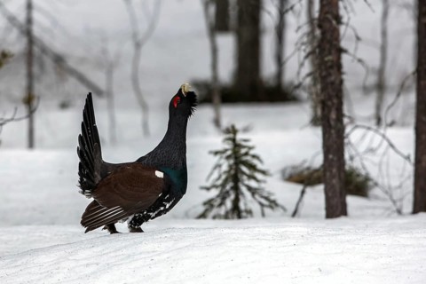 Capercaillie (Tetrao urogallus)