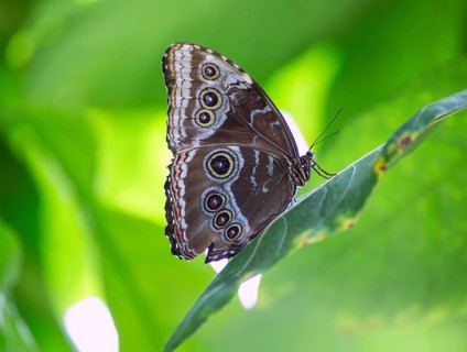 Blue Monrpho Butterfly Peleides underside in red leaf outdoor