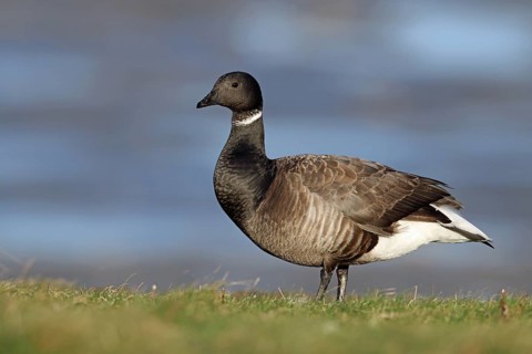 Brent goose, Branta bernicla