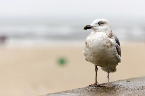 Seagull in Kolobrzeg