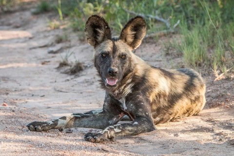 African wild dog laying on the road in the Kruger National Park, South Africa