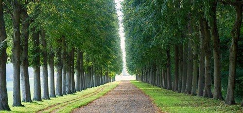Perfect linden alley for some superb walks and reflection. Versailles. Why is France famous for
