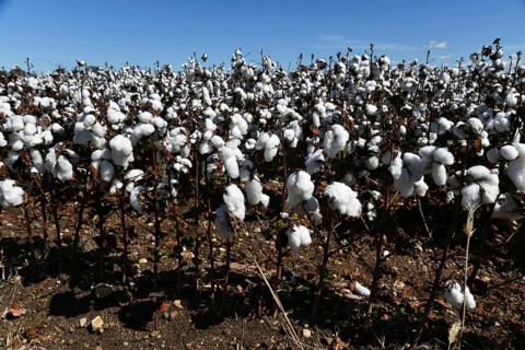Cotton crop ready for harvest at Byee, near Murgon in the South Burnett district of Queensland,