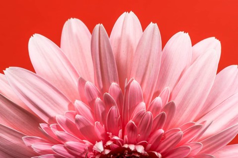 Pink gerbera flower blossom