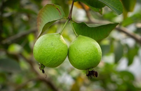 Two ripe guavas hang side-by-side, their vibrant green skin promising a sweet and tangy taste,