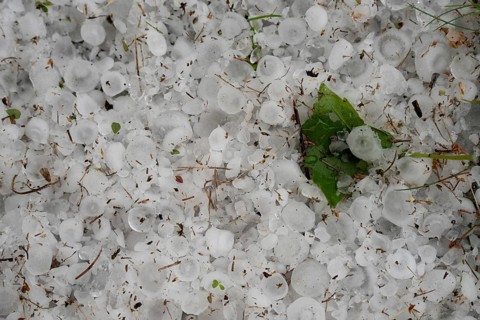 The orchard with lawn after the June hailstorm in Poland