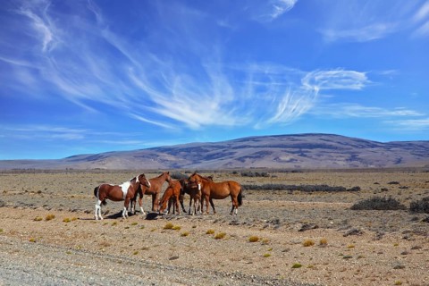 The herd of magnificent bay mustangs grazing in the Patagonian prairie on a summer day. Argentina
