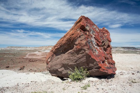 Petrified trees, Petrified Forest National Park, Arizona, USA