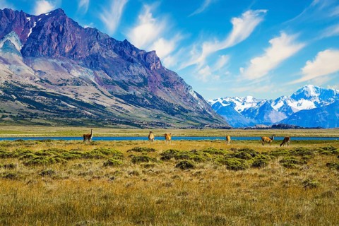 Argentina, Patagonia. Small herd of guanaco. Guanaco is a cloven-hoofed mammal from the family of