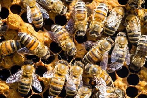 Animals, insects, bees, honeybee, honeybees, (Apis), in the beehive, honeycomb, honeycomb Lower