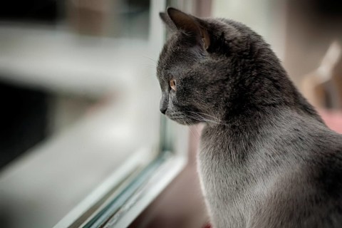 Little cat sits at the window
