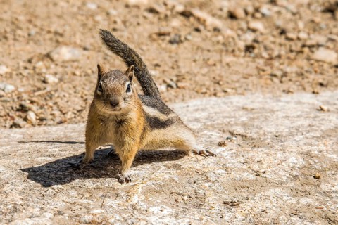 A little chipmunk posing nosy in the Rocky Mountains National Park, USA