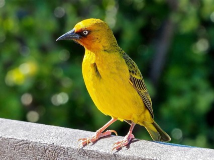 Cape Weaver (Ploceus capensis Eurasian Golden Oriole capensis)