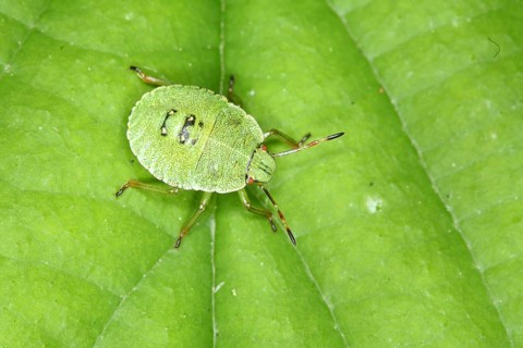 Green shield bug - larva (Palomena prasina)