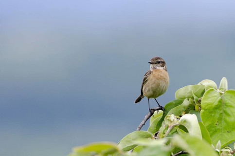 Stonechat, female (Saxicola rubicola)