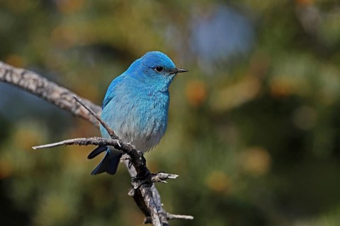 Mountain Bluebird, Sialia currucoides, Utah, USA