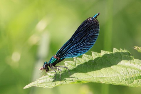 Blue-winged damselfly, Calopteryx virgo