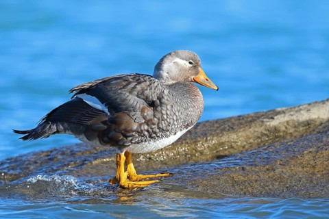 Long-winged Steamer Duck, Tachyeres patachonicus, Patagonia, Argentina