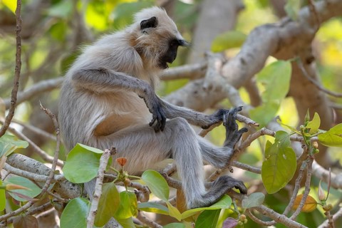 Northern plains gray langur (Semnopithecus entellus), primate, Kanha National Park, Tiger Reserve,