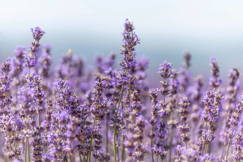 Lavender fields in bloom in Provence. Pays de Sault (Vaucluse)