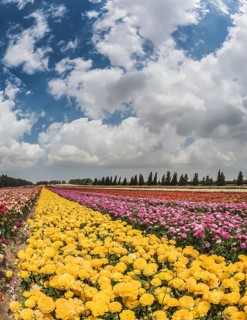 Windy spring day in the kibbutz. The picturesque field of the buttercups growing at strips