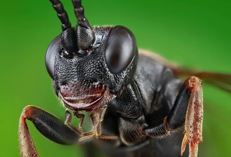 Head, thorax and legs of a black Ichneumon wasp (Ichneumonidae)