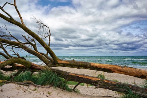 West beach Fischland-Darß near Ahrenshoop, Mecklenburg Baltic coast, Mecklenburg-Vorpommern,