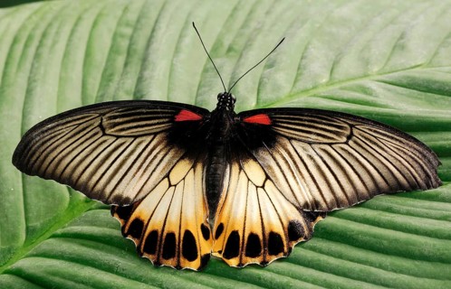 Great Mormon (Papilio memnon)