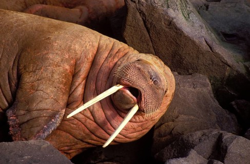WALRUS (odobenus rosmarus) LAYING DOWN ON ROCKS, ROUND ISLAND IN ALASKA
