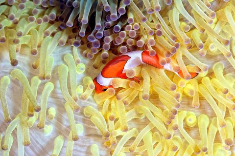 A picture of a beautiful anemone and it's Clown fish
