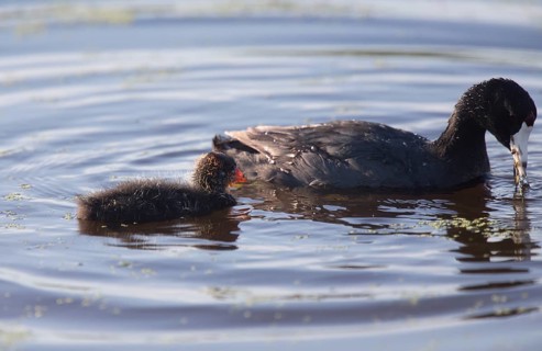 American Coot Waterhen and Babies in Marsh Canada