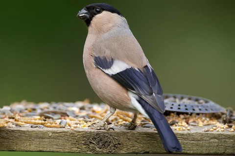 Female Bullfinch at a feeding table