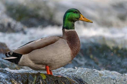 Male mallard (Anas platyrhynchos) duck looking for food in a river. Thann, Haut-Rhin, Collectivite