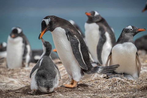 Gentoo penguin (Pygoscelis papua) feeding a chick in a colony, Pebble Island, Falkland Islands,