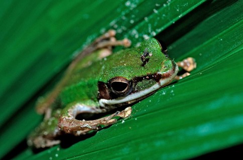 Tropical tree frog, Malaysia, Borneo, Sabah