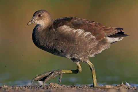 Moorhen, (Gallinula chloropus), animals, birds, biotope, habitat, foraging, genus of moorhen,