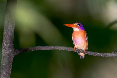 Sulawesi Kingfisher, Kingfisher, (Ceyx fallax) from Tangkoko National Park, Sulawesi, Indonesia,