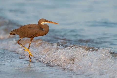 Heron, (Egretta gularis), heron, animals, birds, biotope, habitat, foraging Salalah, Raysut,