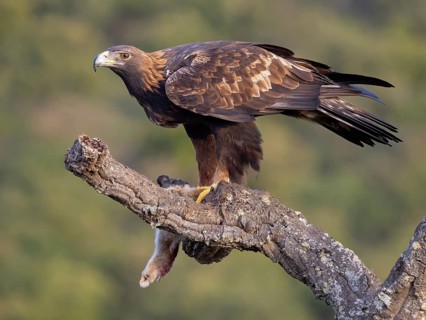 Golden Eagle, (Aquila chrysaetos), bird of prey, hawk family, perch, biotope, habitat, foraging, El