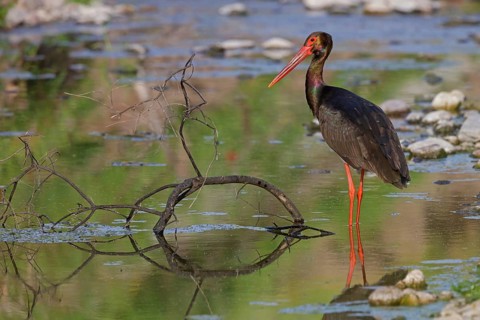 Black stork, (Ciconia nigra), animals, birds, storks, biotope, habitat, foraging, Lesbos, Lesbos