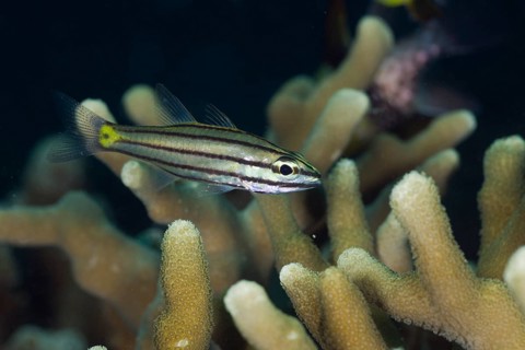 Fuenfline cardinalfish, Cheilodipterus quinquelineatus, Micronesia, Palau