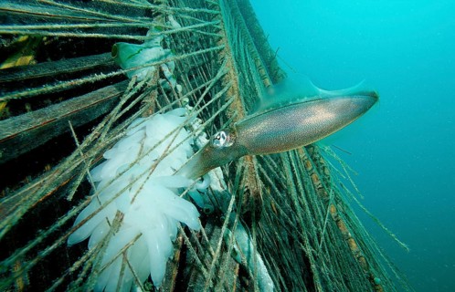 Southern reef squid laying eggs, Sepiotheuthis australis, Malaysia, Pacific, Borneo, Mabul