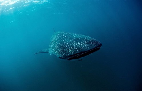 Whale shark, Rhincodon thypus, Kenya, East Africa, Africa, Indian Ocean