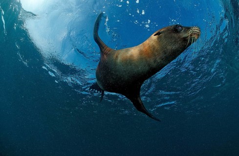 South African sea lion, Arctocephalus pusillus pusillus, South Africa, Port Elizabeth, Ibhayi,