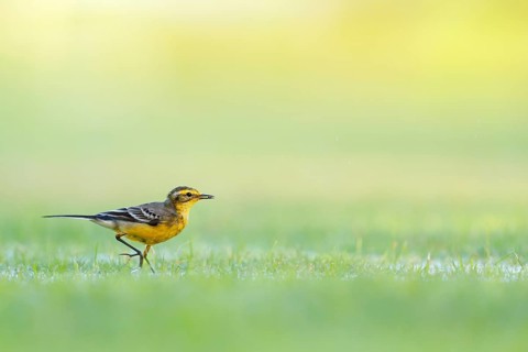 Citrine wagtail, (Motacilla citreola), songbird, family of stilts and pipits, biotope, habitat,